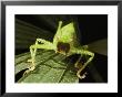 Pink-Eyed Tropical Female Katydid, Mouth Agape And Spiny Legs On Leaf by Darlyne A. Murawski Limited Edition Print