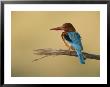 A White-Breasted Kingfisher Perches On A Branch by Roy Toft Limited Edition Pricing Art Print