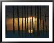 Setting Sun Seen Through A Grove Of Trees by Steve Raymer Limited Edition Print