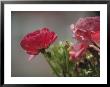 Close View Of Ranunculus Blossoms In The Chicago Botanic Garden by Paul Damien Limited Edition Pricing Art Print