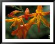 Orange Lily Flowers, Vulcano Baru, Parque National De Amistad, Chiriqui Province, Panama by Christian Ziegler Limited Edition Print
