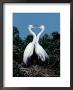 Great Egrets In A Courtship Ritual At Nest by Charles Sleicher Limited Edition Print