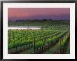 Sunrise In Distant Fog, Carnaros, Napa Valley, California, Usa by Janis Miglavs Limited Edition Print