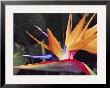 Bird Of Paradise, Maui, Hawaii, Usa by Julie Eggers Limited Edition Print