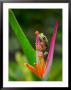 Red-Eye Tree Frog, Costa Rica by Keren Su Limited Edition Pricing Art Print