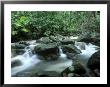 Rainforest, Daintree National Park, Queensland, Australia by Rob Tilley Limited Edition Print