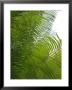 Palm Fronds, Florida, Usa by Lisa S. Engelbrecht Limited Edition Print