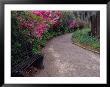 Pathway And Bench In Magnolia Plantation And Gardens, Charleston, South Carolina, Usa by Julie Eggers Limited Edition Print