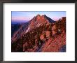 Bristlecone Pine Along Mountain Ridge, Nevada, Usa by Rob Blakers Limited Edition Print