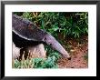 Captive Giant Anteater (Myrmecophaga Tridactyla), Brazil by Mark Newman Limited Edition Print