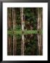 Rainforest Reflected In Still Waters Of Canal, Tortuguero National Park, Limon, Costa Rica by Stephen Saks Limited Edition Print