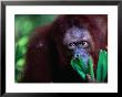 Orang-Utan At Singapore Zoological Gardens, Singapore, Singapore by Phil Weymouth Limited Edition Print