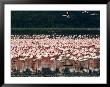 Flamingoes, Lake Nakuru National Park, Kenya by Tom Cockrem Limited Edition Pricing Art Print