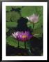 Fragrant Water Lily Flowers by Richard Nowitz Limited Edition Print