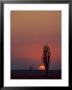 Sunset Over The African Plain by Beverly Joubert Limited Edition Print