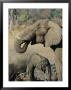 An African Elephant Cow And Her Calf by Beverly Joubert Limited Edition Print