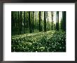 Spring Forest View With Anemones, Rugen Island In The Baltic Sea by Sisse Brimberg Limited Edition Print