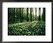 Spring Forest View With Anemones, Rugen Island In The Baltic Sea by Sisse Brimberg Limited Edition Pricing Art Print