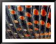 Close View Of The Dorsal Fin Of What May Be An Arctic Grayling (Thymallus Arcticus) by Bill Curtsinger Limited Edition Pricing Art Print