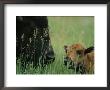 Close View Of An American Bison And Her Calf by Annie Griffiths Belt Limited Edition Print
