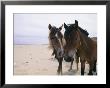 Two Curious Wild Horses On The Beach by Nick Caloyianis Limited Edition Print
