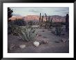 A Desert Cactus Garden In Nevada by Sam Abell Limited Edition Pricing Art Print