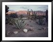 A Desert Cactus Garden In Nevada by Sam Abell Limited Edition Print