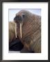 An Atlantic Walrus Rests On Some Floating Ice by Paul Nicklen Limited Edition Pricing Art Print