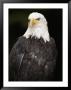 Portrait Of An American Bald Eagle by Anne Keiser Limited Edition Print