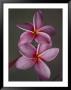 A Close View Of A Pair Of Frangipani Flowers by Jodi Cobb Limited Edition Print