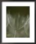 A Close View Of A Dandelion Seed by Raul Touzon Limited Edition Print
