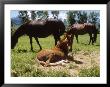 Paso Fino Colt Lying In A Field, Livingston, Mt by Larry Stanley Limited Edition Print