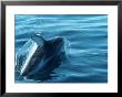 Dolphin In Motion In The Water by Don Romero Limited Edition Pricing Art Print