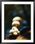 Mushrooms Growing On Decaying Wood by Norbert Rosing Limited Edition Pricing Art Print