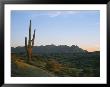 A Saguaro Cactus And Desert Landscape At Sunset by Taylor S. Kennedy Limited Edition Pricing Art Print