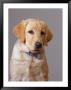 Portrait Of Labrador Retriever by Bruce Ando Limited Edition Print