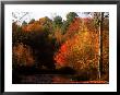 Fall Foliage, Changing Leaves by Steven Begleiter Limited Edition Print
