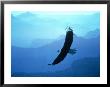 Eagle Soaring by Ewing Galloway Limited Edition Print
