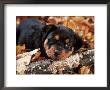 Rottweiler Puppy by Henryk T. Kaiser Limited Edition Print