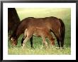 Wild Spanish Mustangs, Outer Banks Nc by John Greim Limited Edition Print