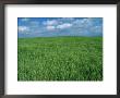 Wheat Fields Near Antequera, Spain by Gary Conner Limited Edition Print