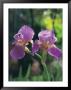 Purple Irises by Claire Rydell Limited Edition Print