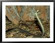 Black Mamba, Dendroaspis Polylepis Venomous, Threat Display, South Africa by Brian Kenney Limited Edition Print