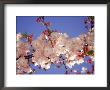 Cherry Blossom by Rudi Von Briel Limited Edition Pricing Art Print