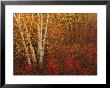 Autumn Colors At Lake Of The Woods, Ontario by Keith Levit Limited Edition Print