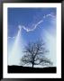 Silhouette Of Tree And Sky by David Davis Limited Edition Pricing Art Print