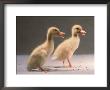 Two Ducklings by Tony Ruta Limited Edition Print