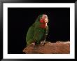 Grand Cayman Amazon Parrot by John Dominis Limited Edition Print