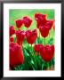 Tulipa, Burgundy Lace (Fringed Type), Close-Up Of Flowers by Pernilla Bergdahl Limited Edition Print