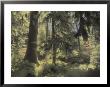 A Scenic View Through A Northern Washington Rain Forest by Annie Griffiths Belt Limited Edition Print